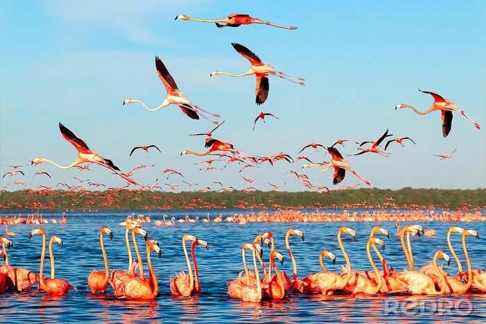 Poster Flamingo's in een baai in Mexico