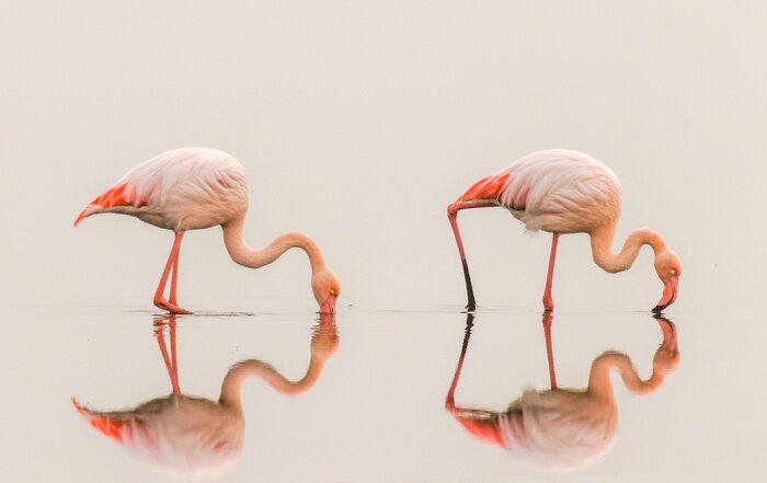 Poster Flamingo's met weerspiegeling in het water