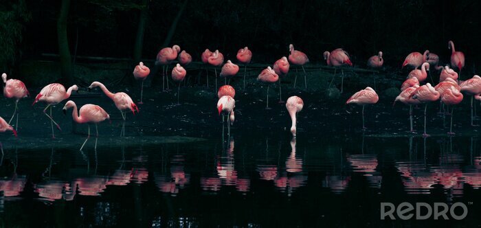 Poster Flamingo's op de achtergrond van donker water