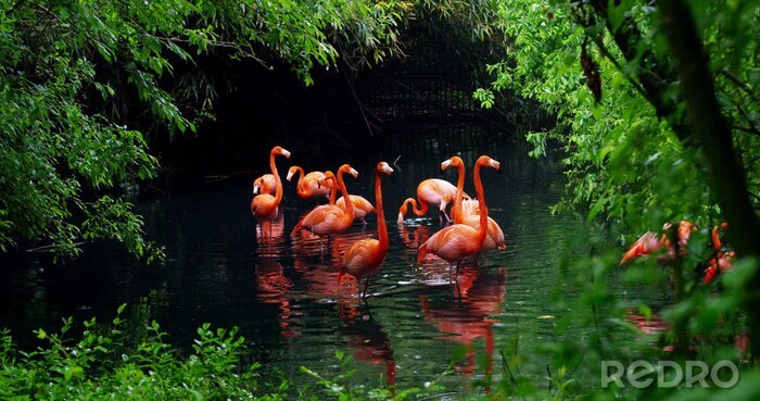 Poster Flamingo's tussen weelderige vegetatie