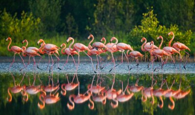 Flamingo's weerspiegelen op het wateroppervlak