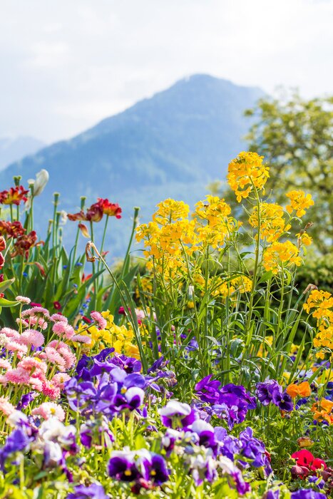 Poster Flowers on the streets of Interlaken. Flowers and mountains