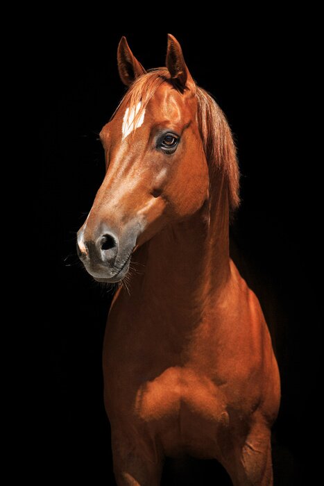 Poster Foto van een kastanjebruin paard
