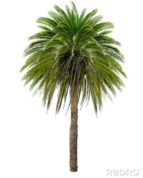 Poster Foto van een palmboom met heldergroene bladeren
