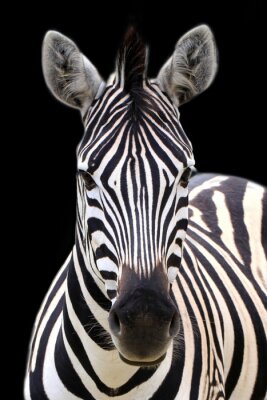 Poster Foto van een zebra op een zwarte achtergrond