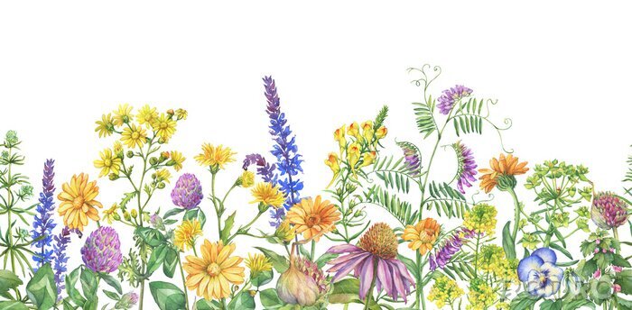 Poster Frame, rand met bloeiende wilde bloemen, medicinale kruiden. Waterverfhand getrokken die het schilderen illustratie op een witte achtergrond wordt geïsoleerd.