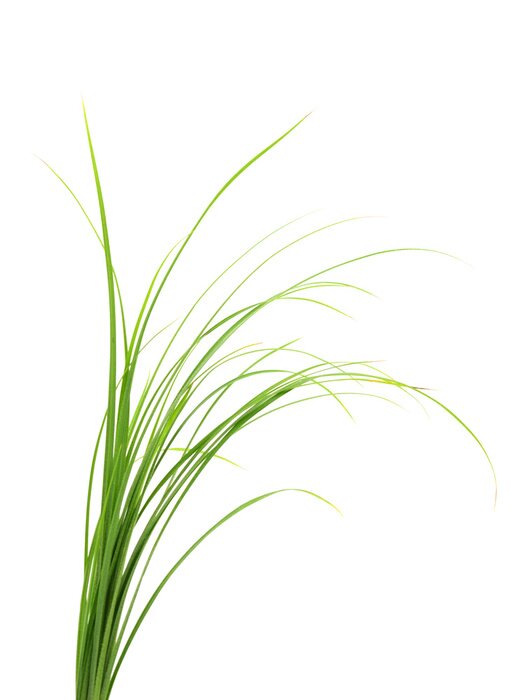 Poster Fresh green grass.