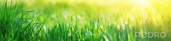 Poster Fresh green grass background with sunlight
