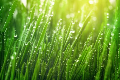 Poster Fresh green grass with dew drops in morning sunny lights. Beautiful nature landscape with water droplets.