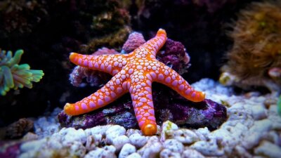 Fromia seastar in koraalrif aquarium tank is een van de meest verbazingwekkende levende decoraties
