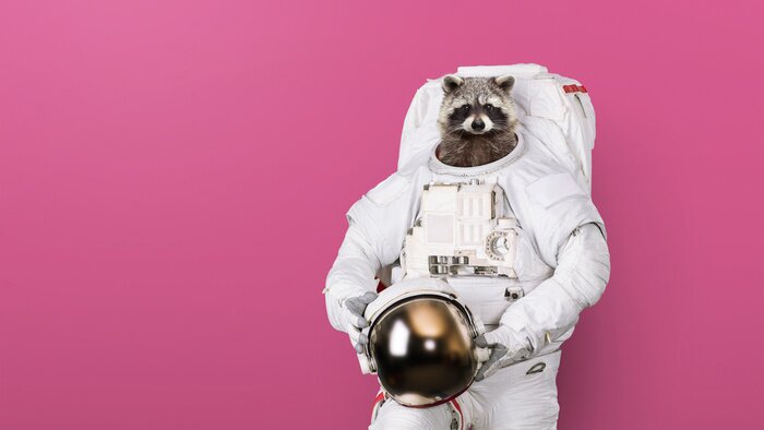 Poster Funny raccoon astronaut in a space suit with a helmet on a pink background. Creative idea