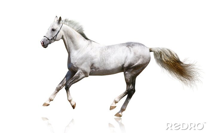 Poster Galopperend paard op heldere achtergrond