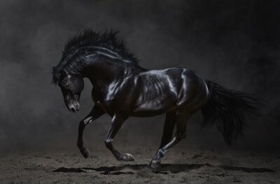 galopperend zwart paard