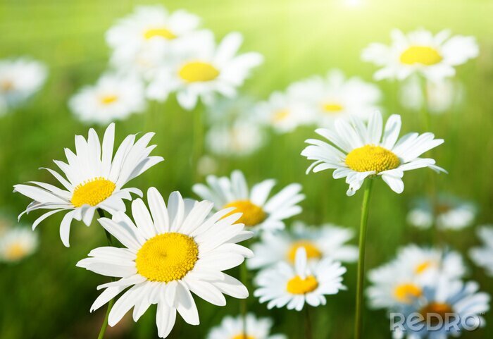 Poster gebied van daisy bloemen