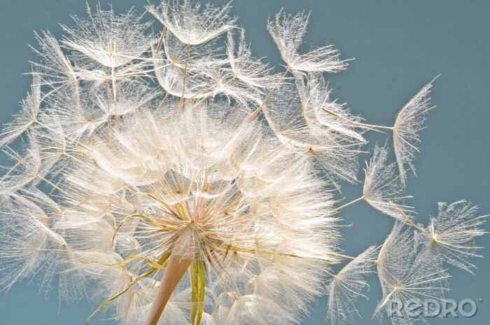 Poster Gedetailleerde paardenbloem zaden