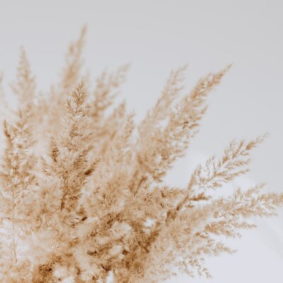 Sticker Gedroogd boho-gras