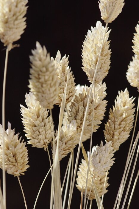 Poster Gedroogde knoppen in boho