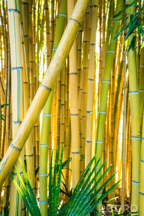 Poster Geelgroene bamboe stengels