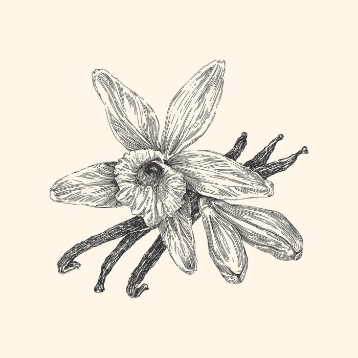 Poster Geëvolueerde orchidee minimalistische schets