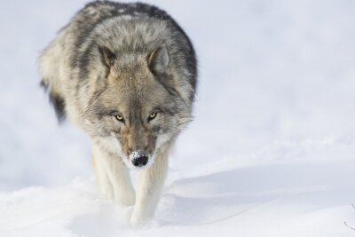 Poster Gehurkte grijze wolf