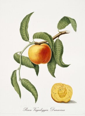 Poster Geïllustreerde aard van een rijpe perzik
