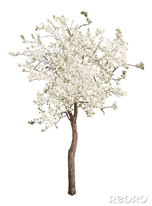 Poster geïsoleerd witte kleur bloeiende appelboom