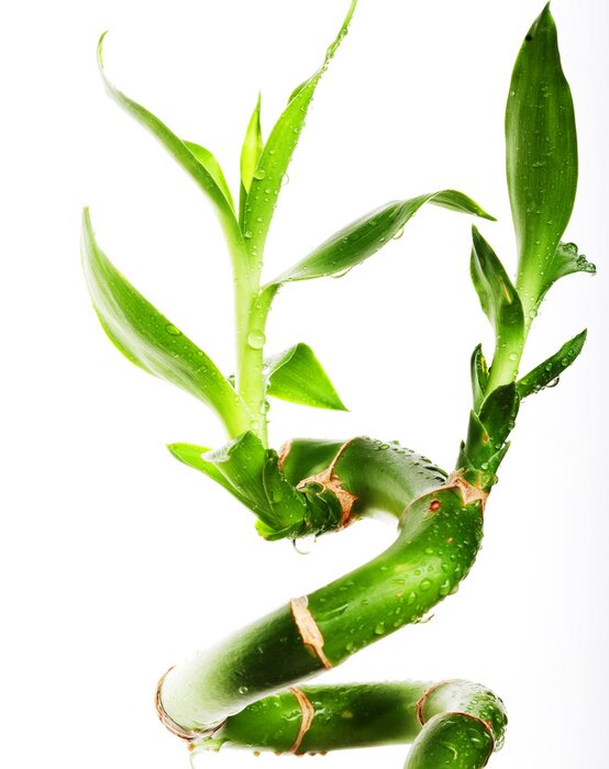 Poster Gekrulde bamboe stengel met bladeren