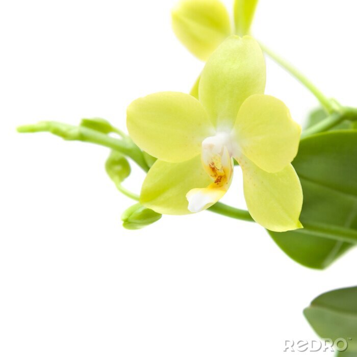 Poster Gele bloem close-up