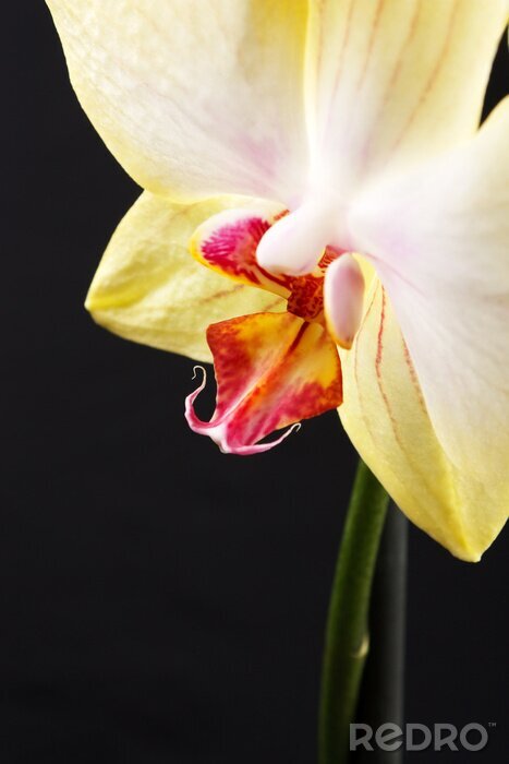 Poster Gele bloem met rode binnenkant