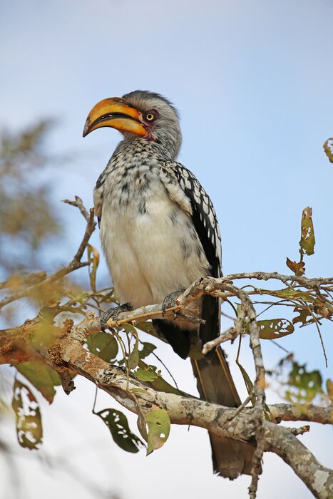 Poster gele gefactureerde neushoornvogel. wild dier in Kruger National Park, Zuid-Afrika.