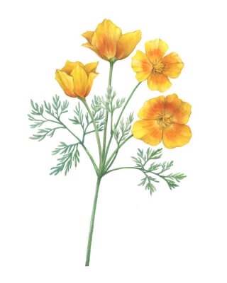 Poster Gele klaprozen, meerdere bloemen op één tak