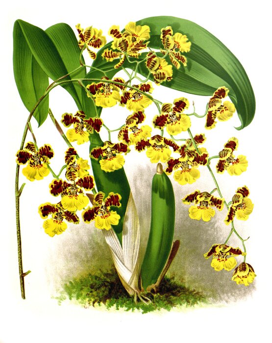 Poster Gele orchidee met bordeauxrode vlekken