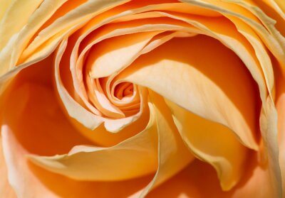 Gele roos in een macro versie