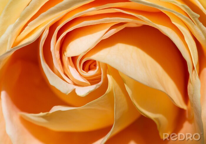 Poster Gele roos in een macro versie