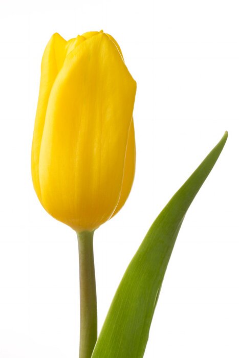 Poster Gele tulp en groen blad