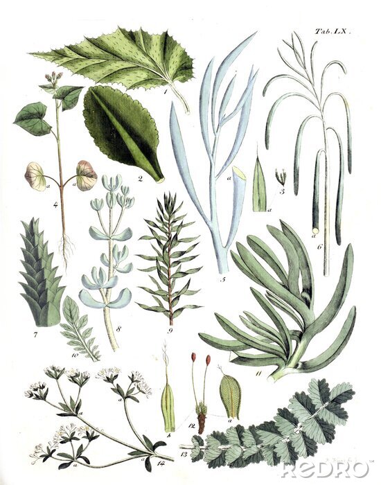 Poster Genummerde groene planten met bladeren