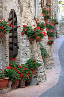 Geranium bloemen in de straten van Assisi, Umbrië, Italië