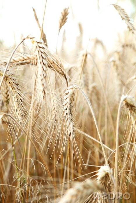 Poster Gerstveld en natuur