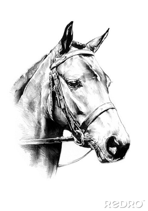 Poster Geschetst portret van een paard