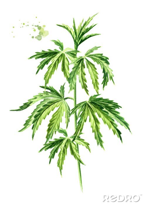 Poster Geschilderde tropische cannabisbladeren