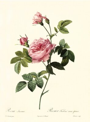 Poster Gestileerde schets van een roze roos