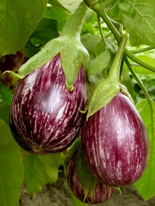 Poster gestreepte aubergines groeien in de tuin