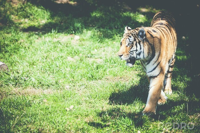 Poster Gestreepte tijger op het gras