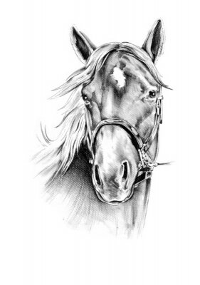 Getekend portret van een paard