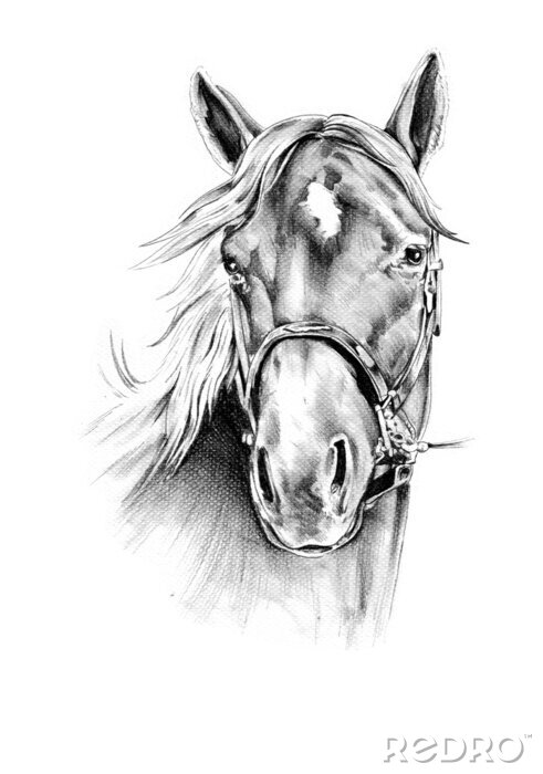 Poster Getekend portret van een paard