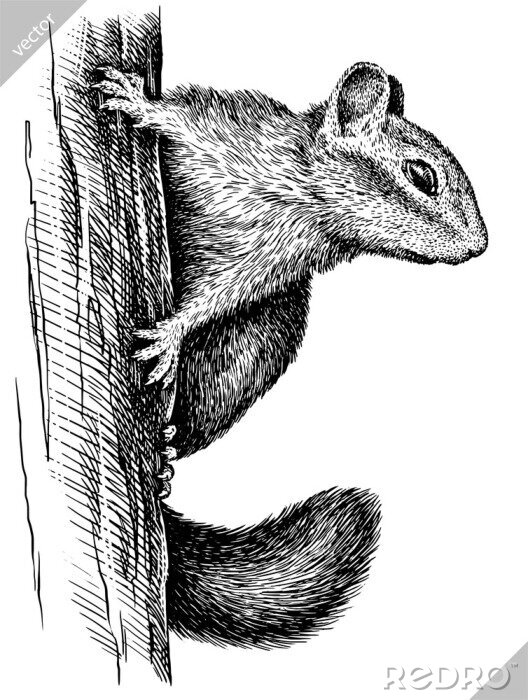 Poster Getekende eekhoorn