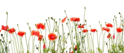 Getekende rode bloemen