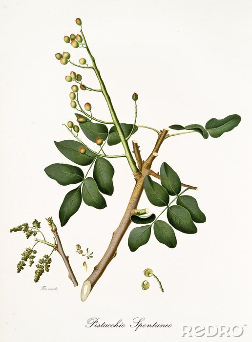 Poster Getekende tak van pistache met vruchten