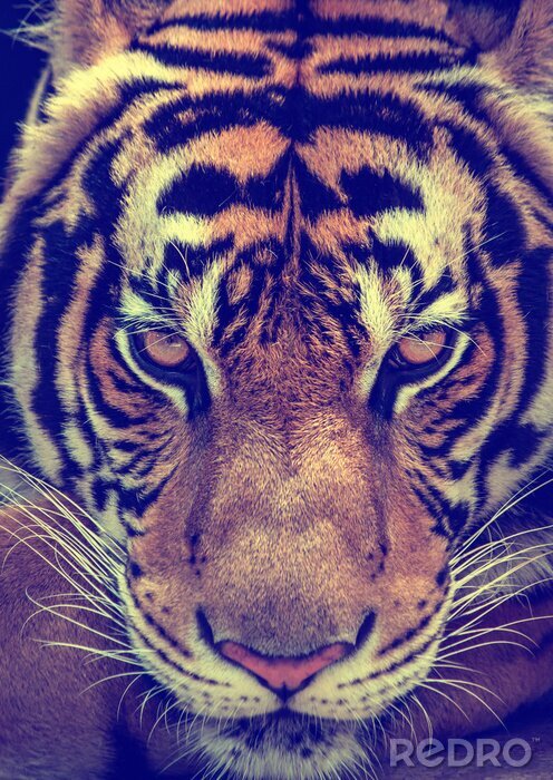 Poster Gevaarlijke tijger close-up