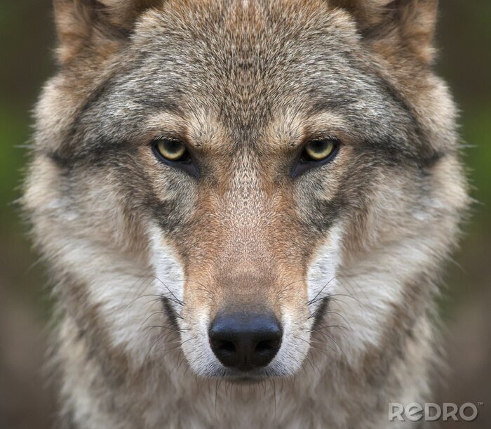Poster Gevaarlijke wolf
